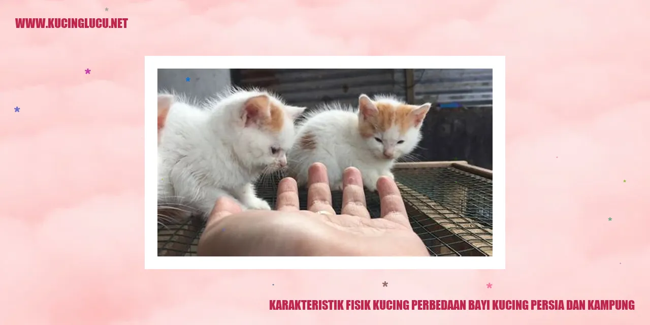 Gambar kucing persia dan kampung