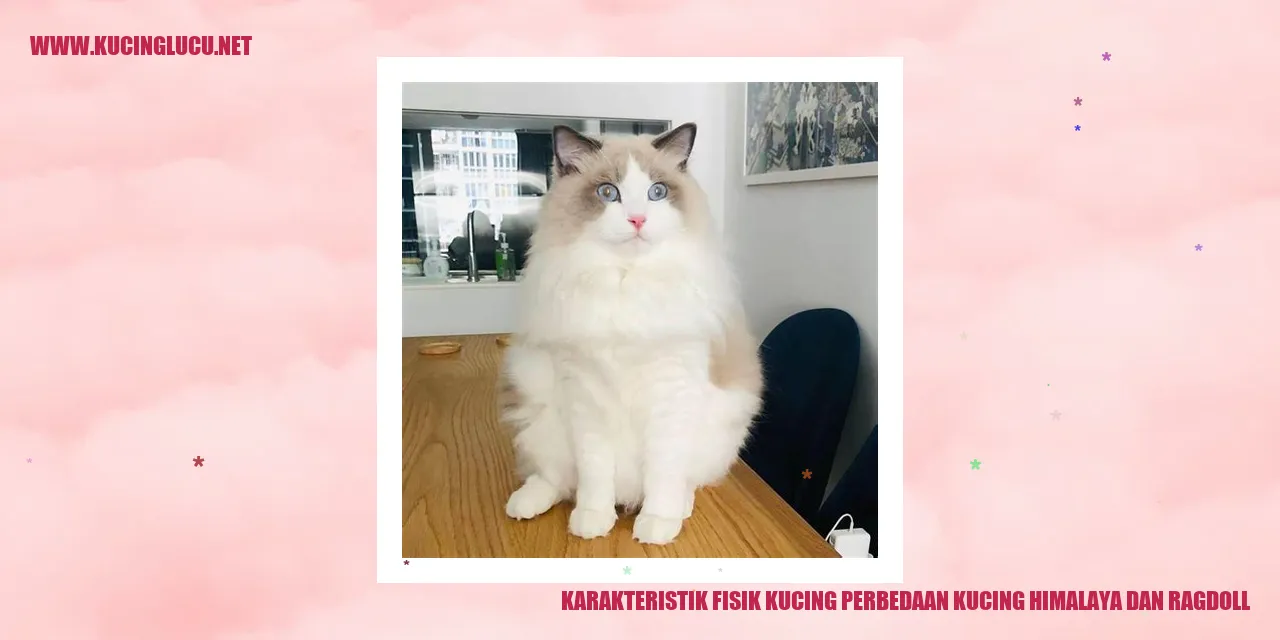 Gambar kucing Himalaya dan Ragdoll