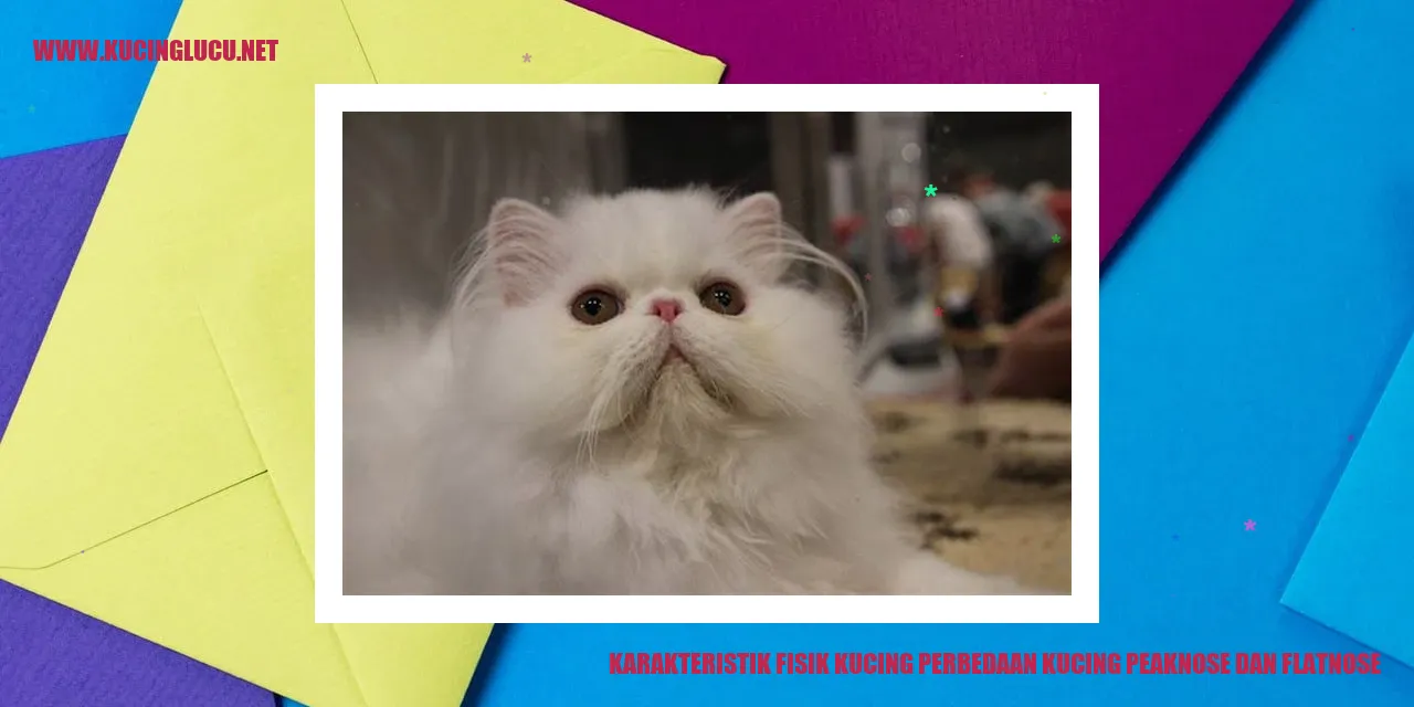 Kucing Peaknose dan Flatnose