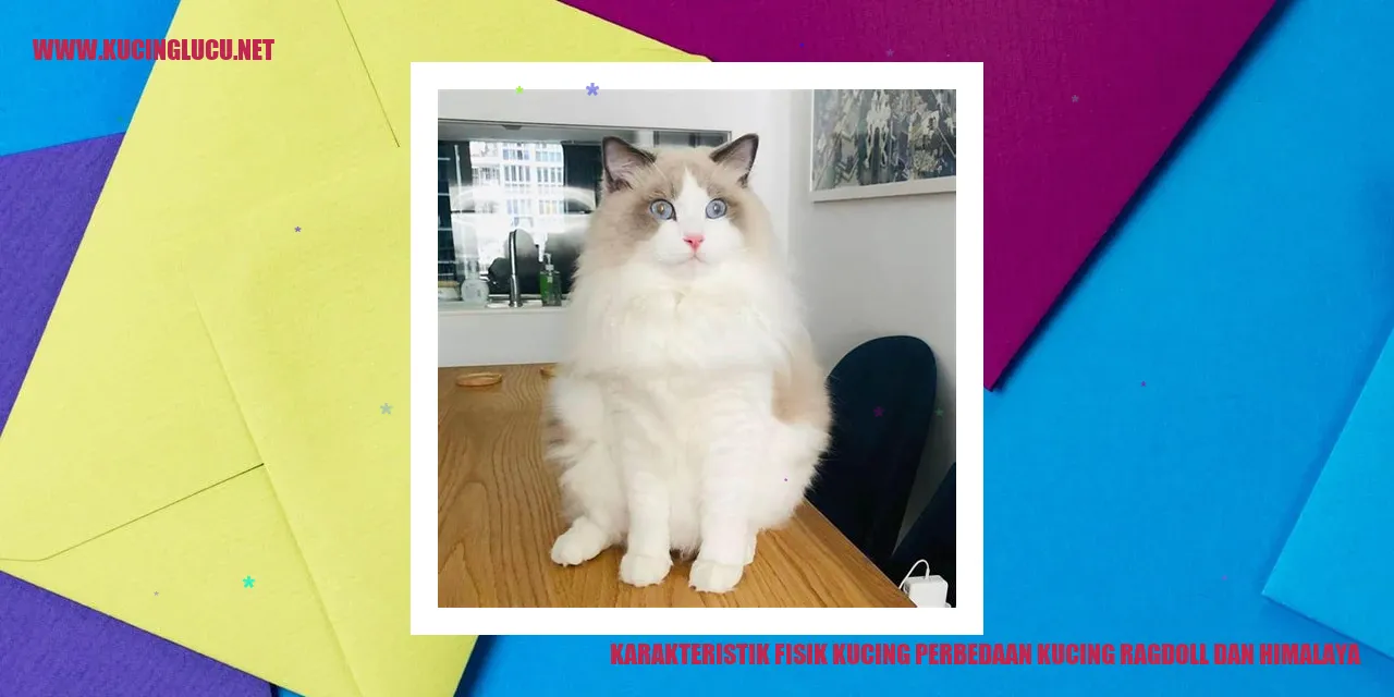 Karakteristik Fisik Kucing perbedaan kucing ragdoll dan himalaya