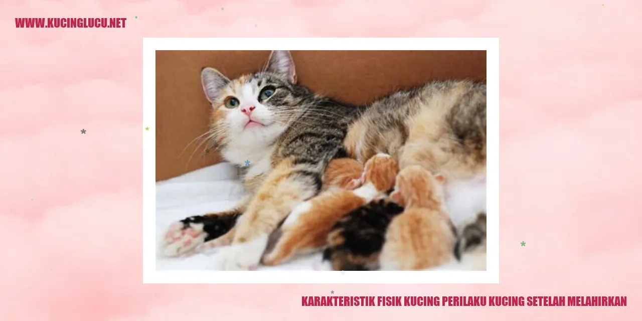 Gambar karakteristik fisik dan perilaku kucing setelah melahirkan