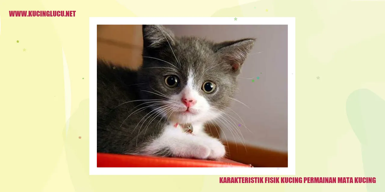 Karakteristik Fisik Kucing Bermain di Matanya