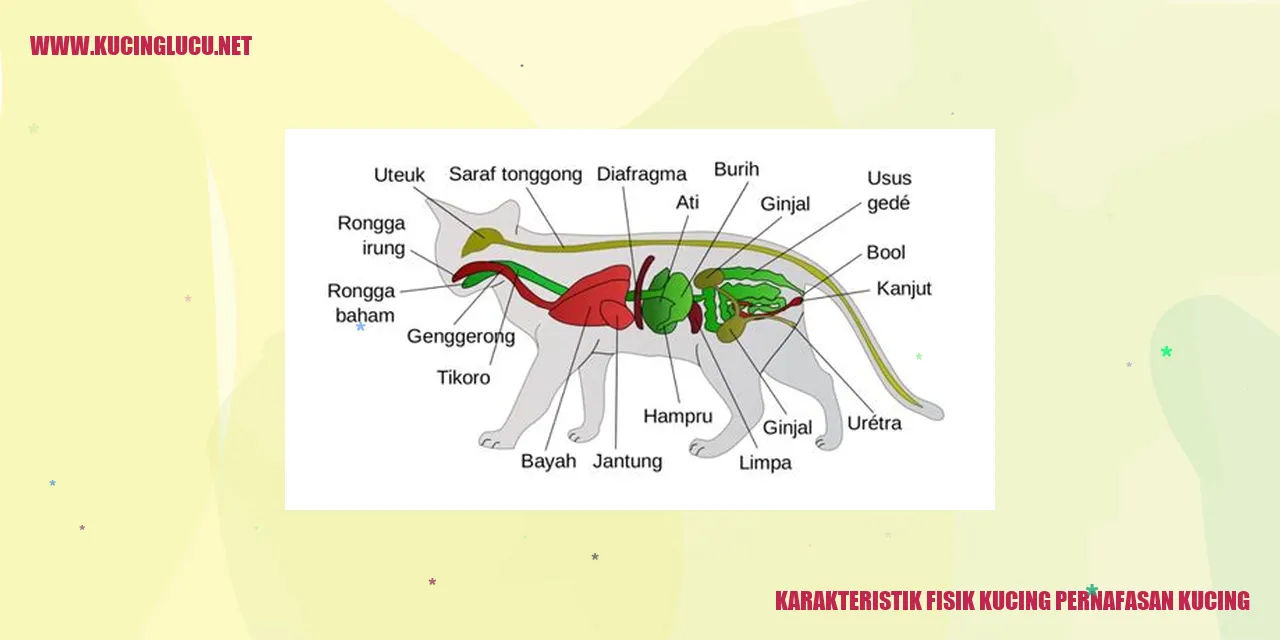Karakteristik Fisik Kucing pernafasan kucing