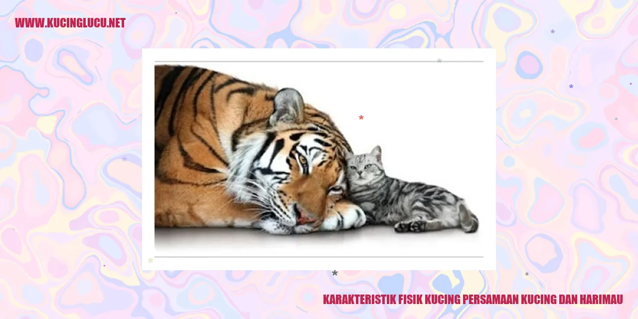 Gambar Kucing dan Harimau