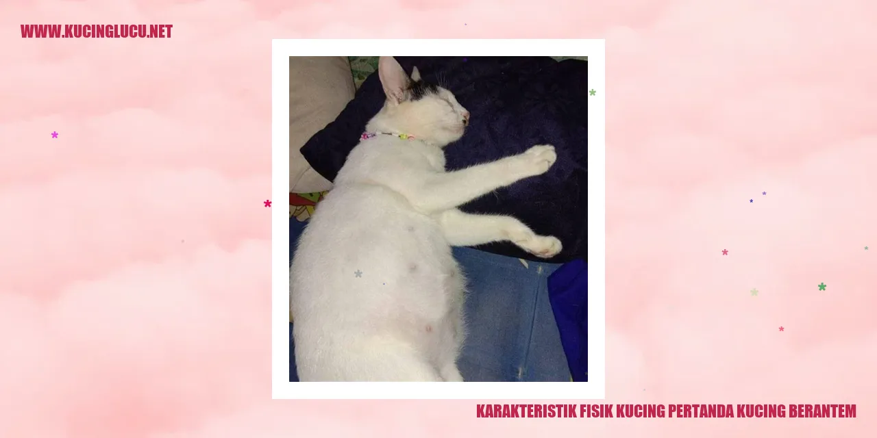 gambar kucing berantem