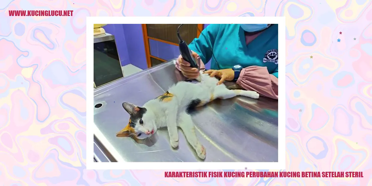 Karakteristik Fisik Kucing setelah Sterilisasi