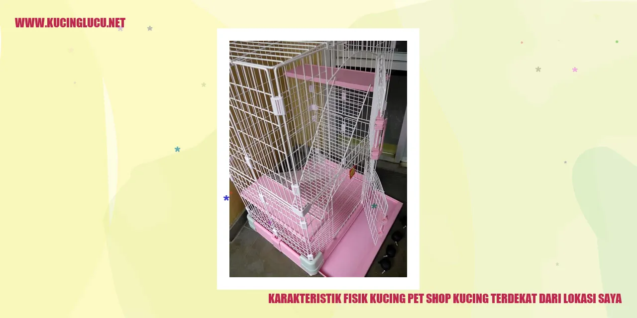 Gambar Kucing Hewan Peliharaan