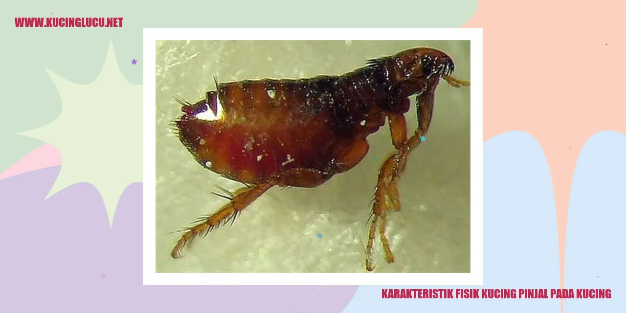 Karakteristik Fisik Kucing Pinjal