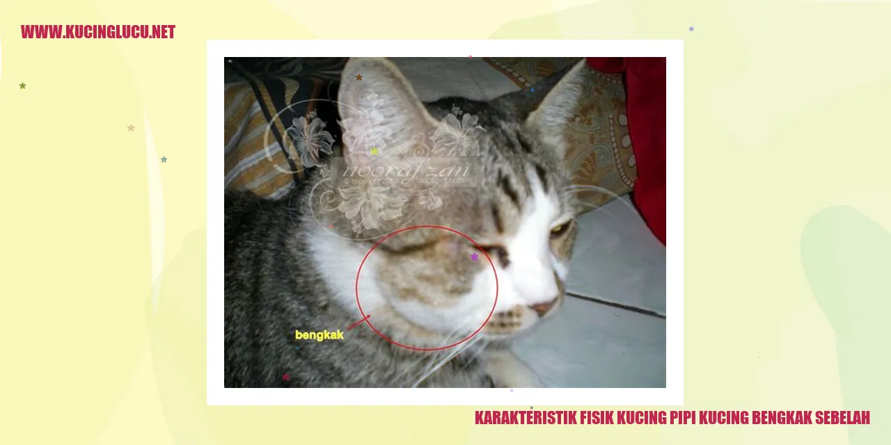 Karakteristik Fisik Kucing pipi kucing bengkak sebelah