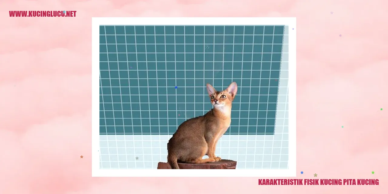 Kucing Pita Kucing