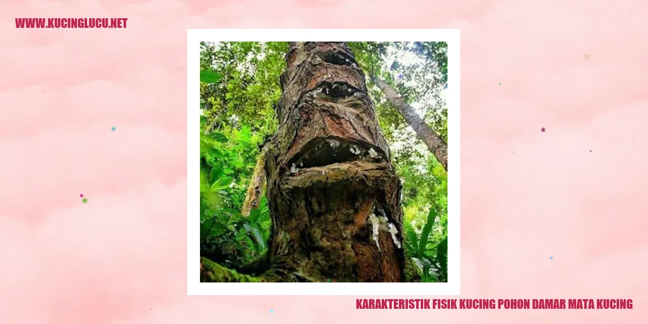 Gambar Kucing Pohon Kaliandra Mata Kucing