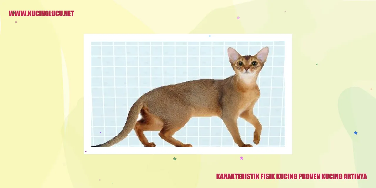 Karakteristik Fisik Kucing Proven Kucing Artinya
