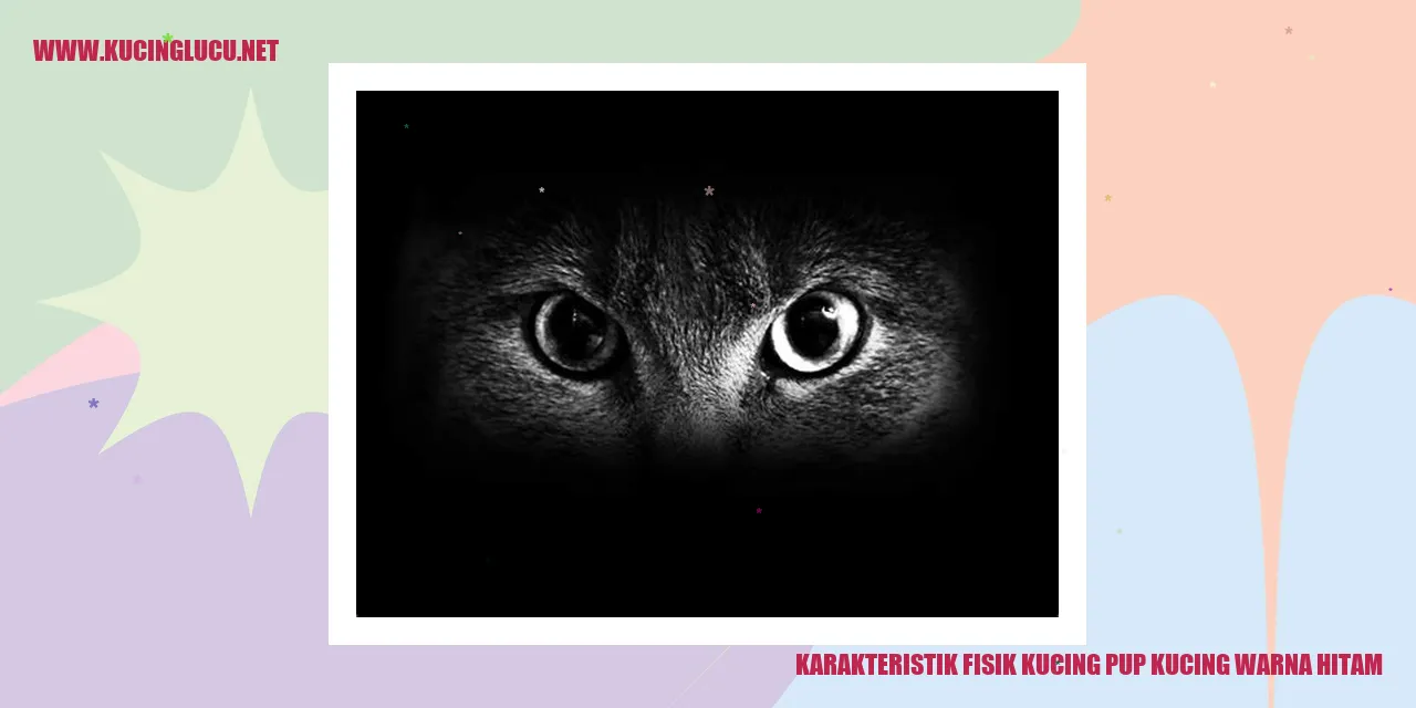 gambar kucing berwarna hitam