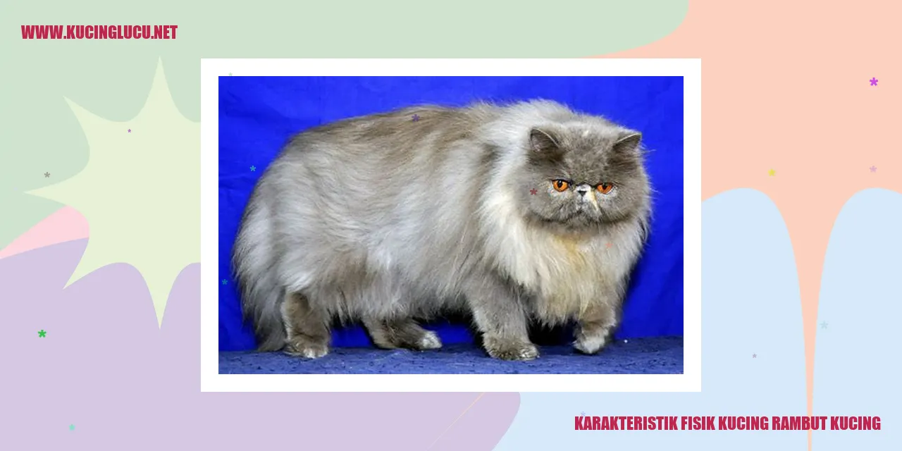 Karakteristik Fisik Kucing rambut kucing