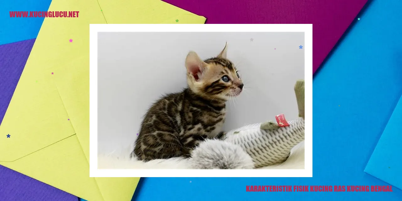 Karakteristik Fisik Kucing ras kucing bengal