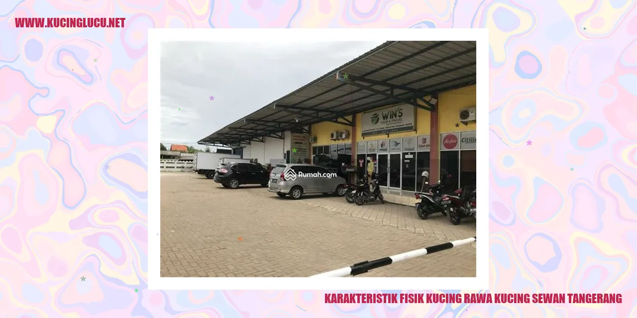 Gambar Kucing Rawa Kucing Sewan Tangerang