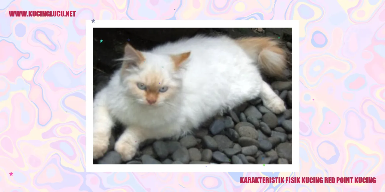Gambar Kucing Red Point