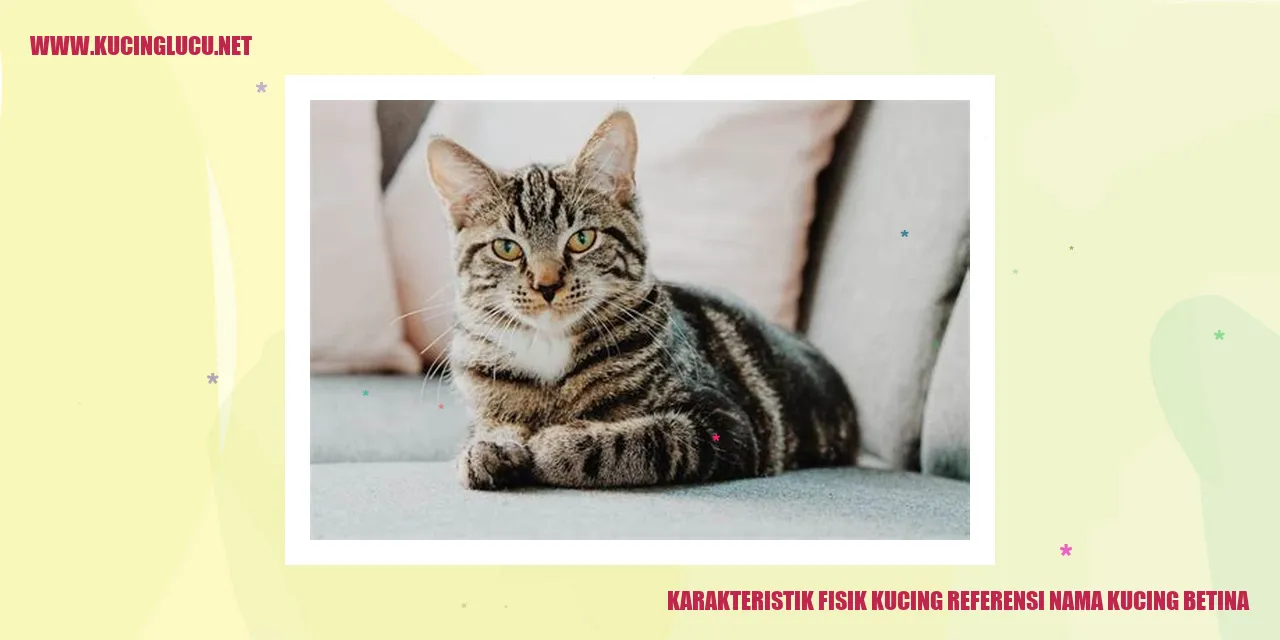 Karakteristik Fisik Kucing Betina