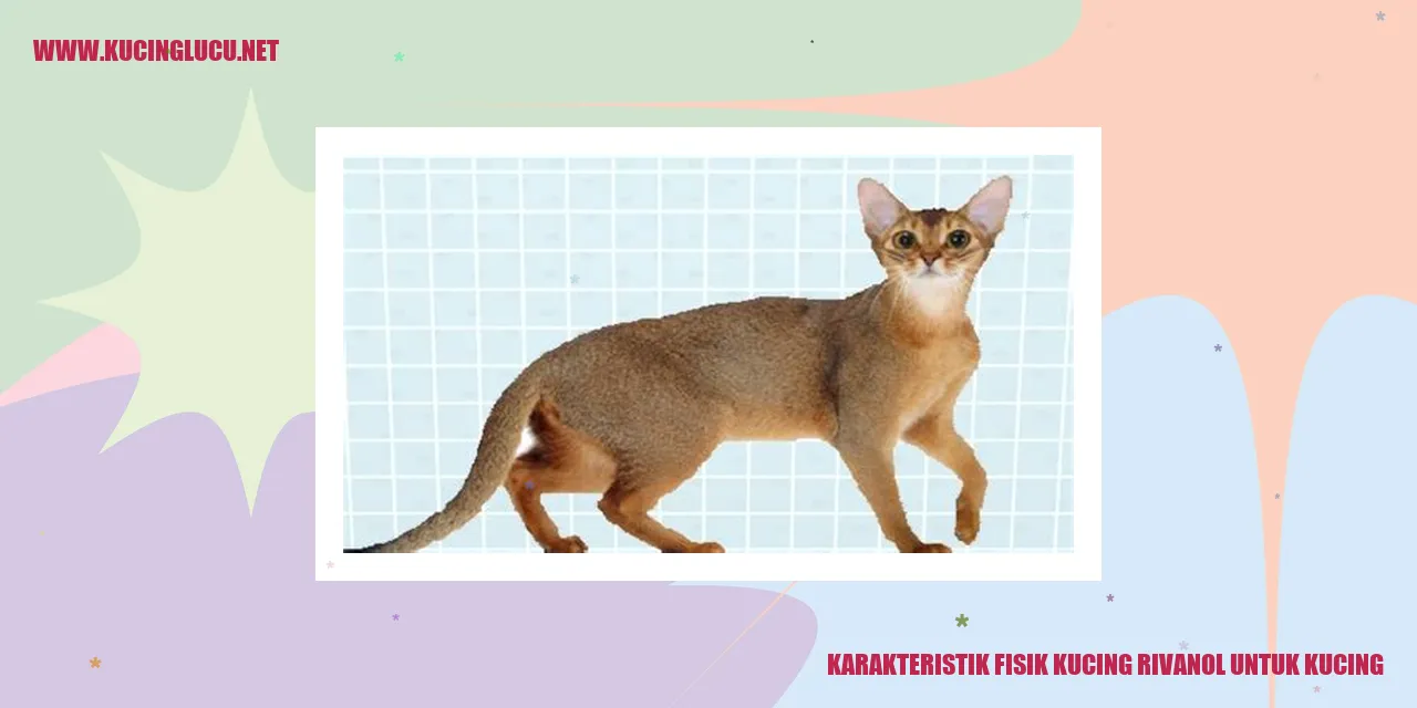 Karakteristik Fisik Kucing Rivanol untuk Kucing