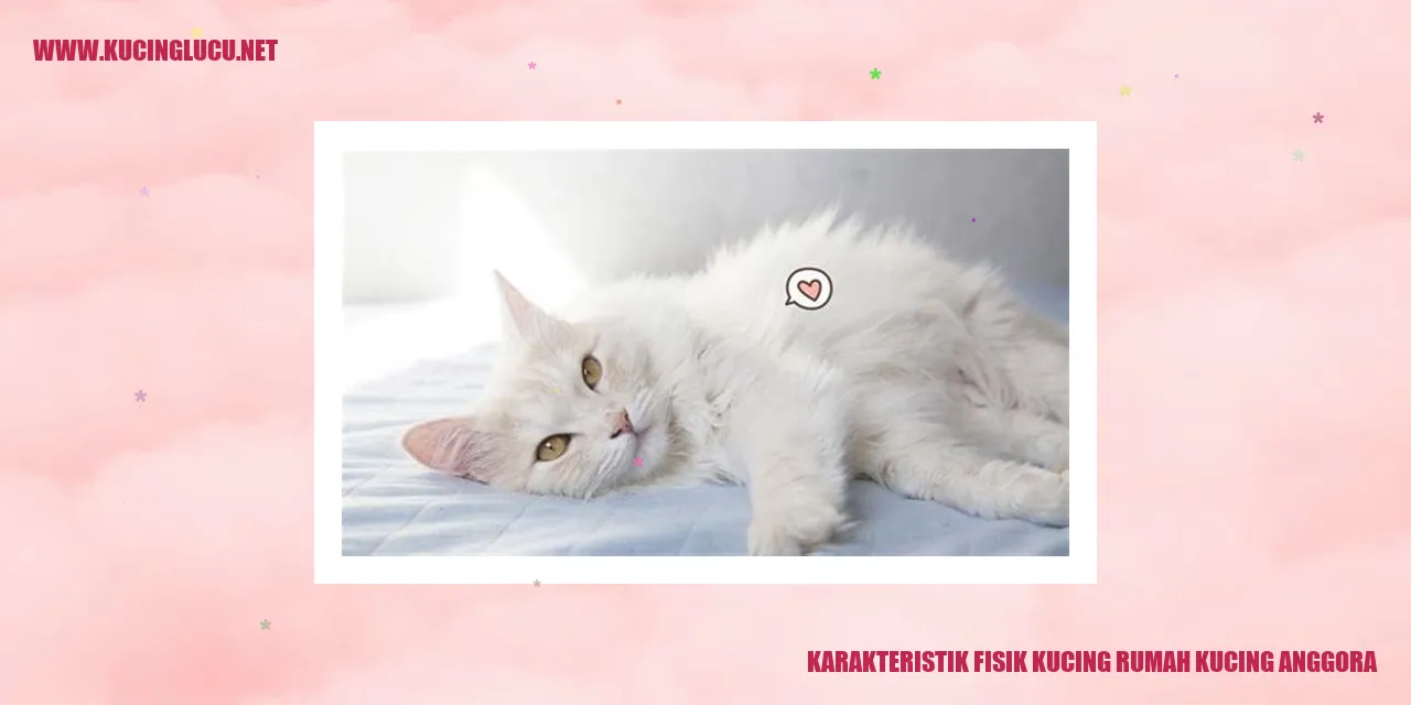 Kucing Anggora