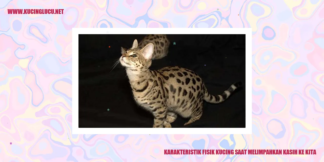 Keanggunan Fisik Kucing