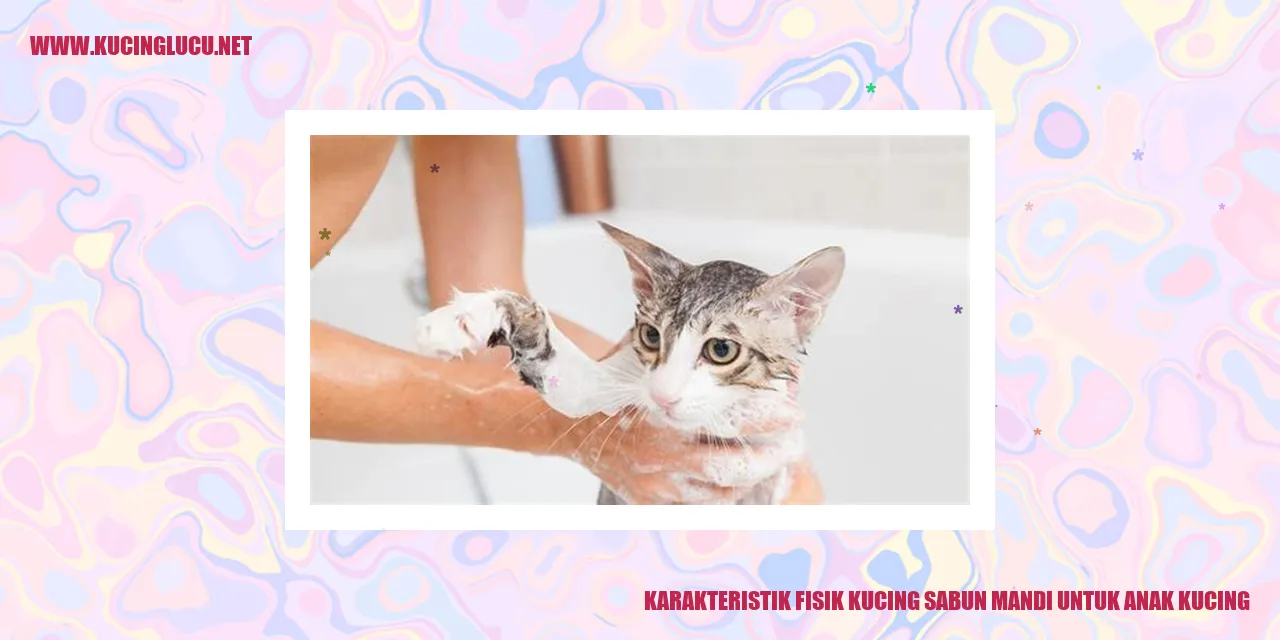 Karakteristik Fisik Kucing Sabun Mandi untuk Anak Kucing