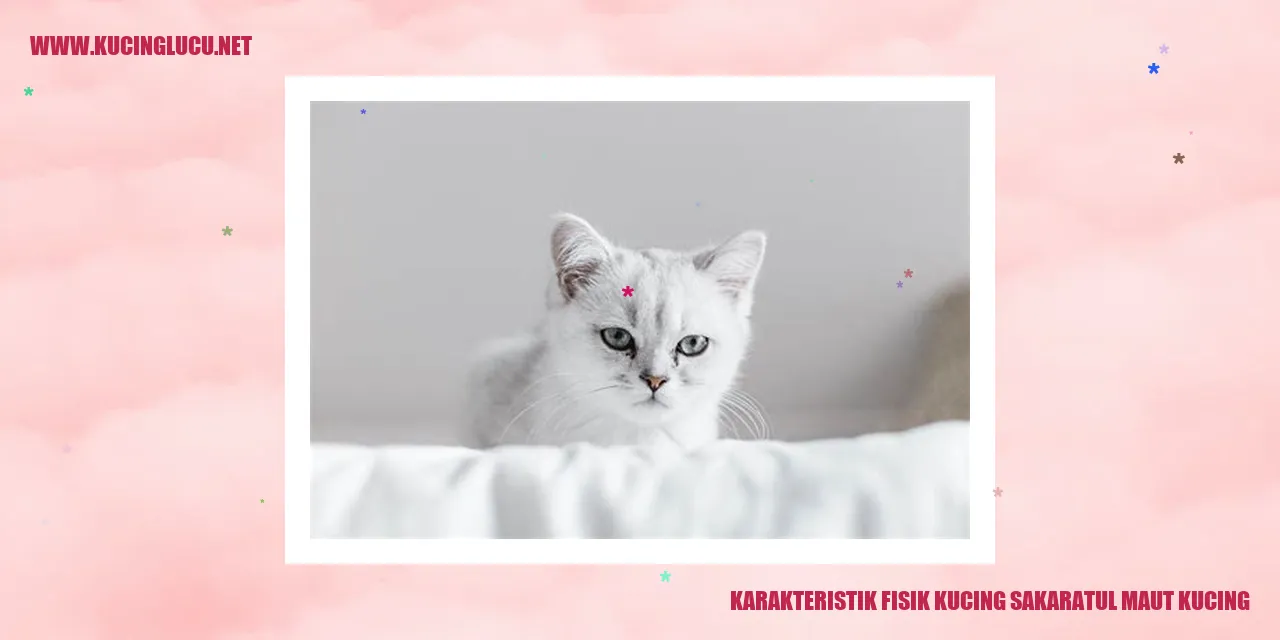 Karakteristik Fisik Kucing sakaratul maut kucing