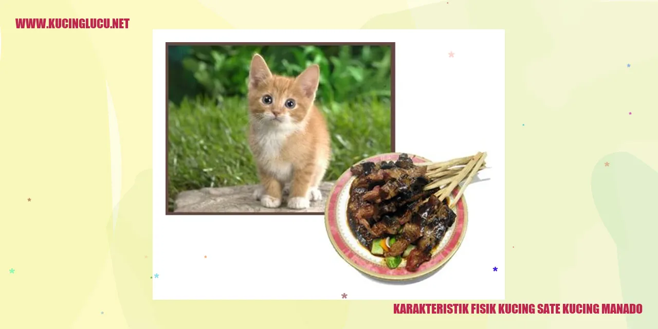 Gambar Kucing Sate Kucing Manado