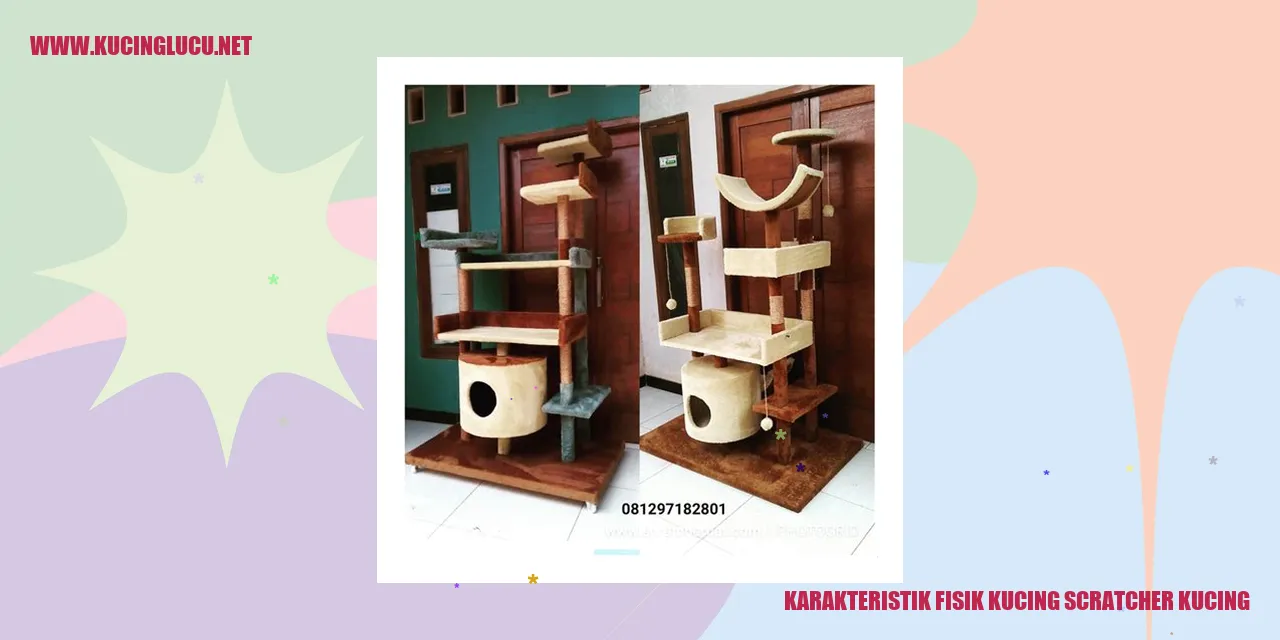Gambar karakteristik fisik kucing scratcher kucing