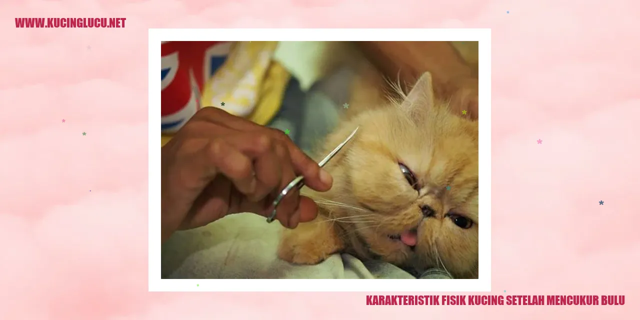 Karakteristik Fisik Kucing setelah mencukur bulu