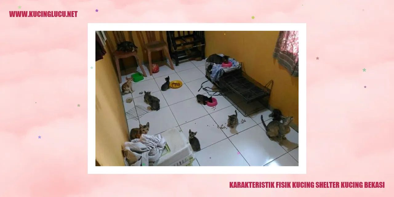 Kucing shelter di Bekasi