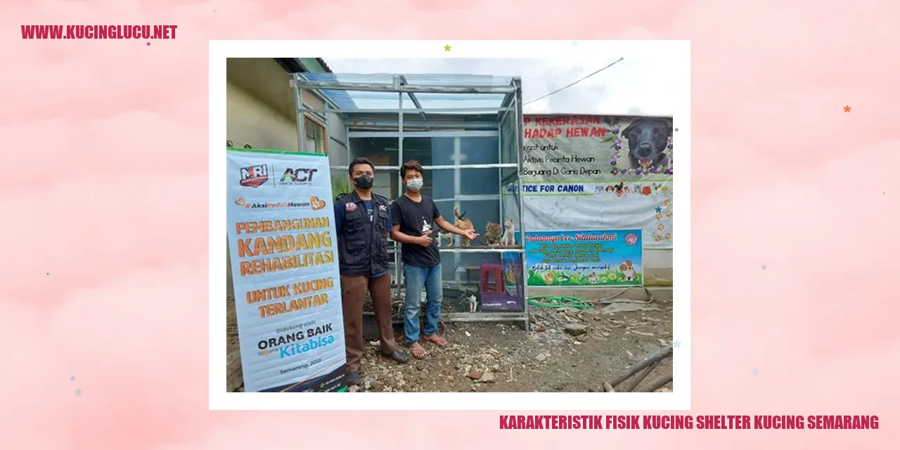 Foto Kucing di Shelter Kucing Semarang