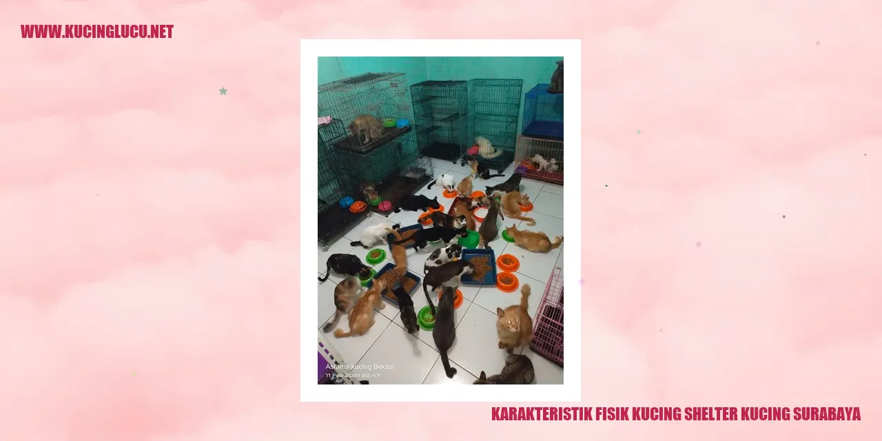 Karakteristik Fisik Kucing Shelter Kucing Surabaya