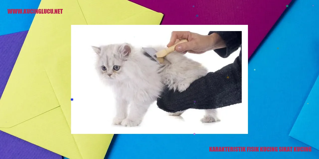 Karakteristik Fisik Kucing Sikat Kucing