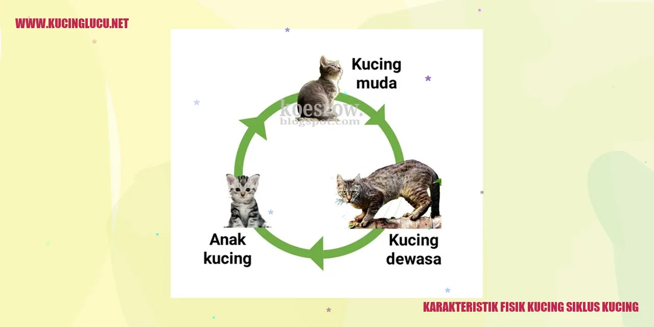 Karakteristik Fisik Kucing siklus kucing