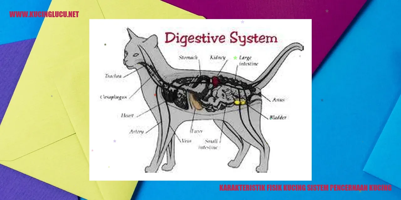 Karakteristik Fisik Kucing sistem pencernaan kucing