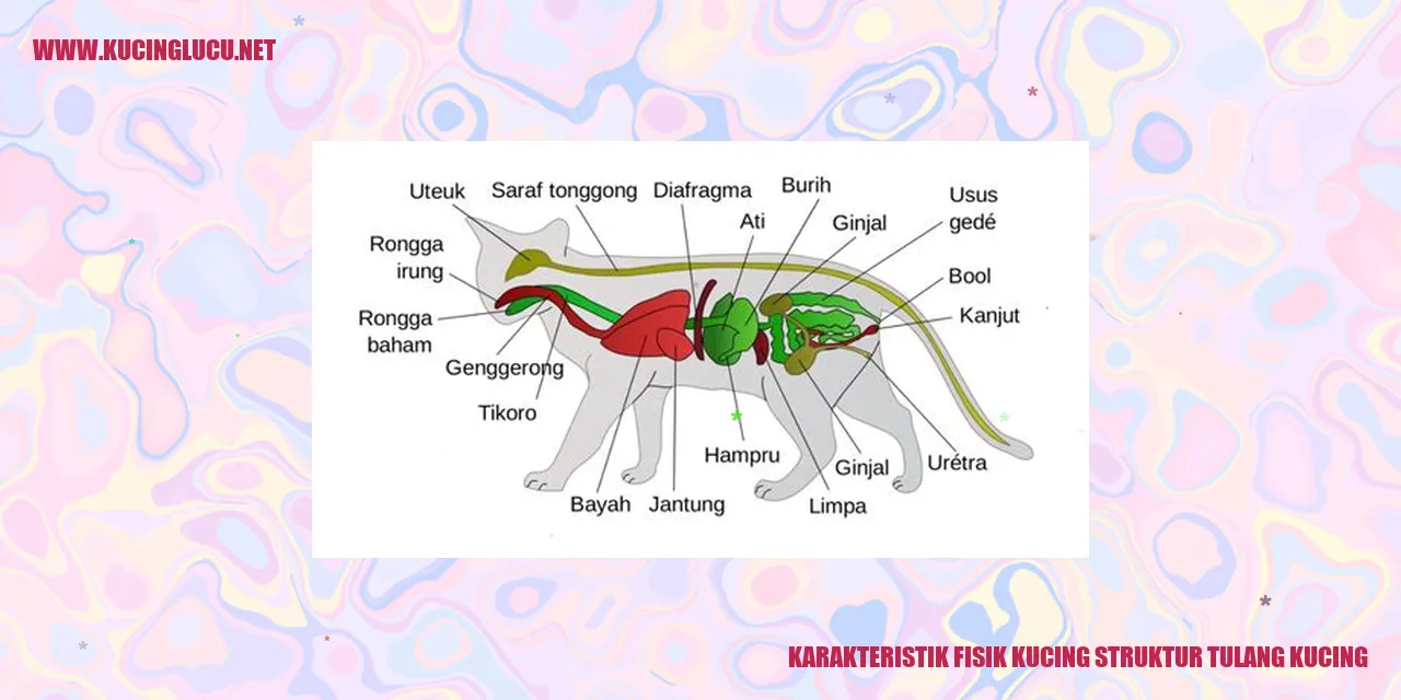 Karakteristik Fisik Kucing: Struktur Tulang Kucing