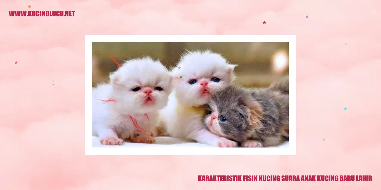 Gambar Kucing