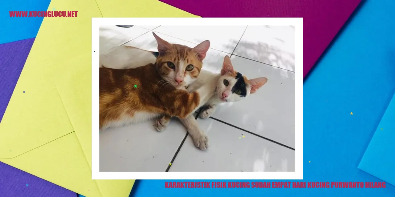 Foto Kucing yang Menghilang