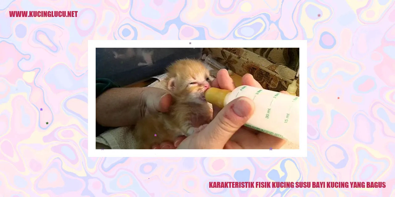 Karakteristik Fisik Kucing Susu Bayi Kucing yang Bagus