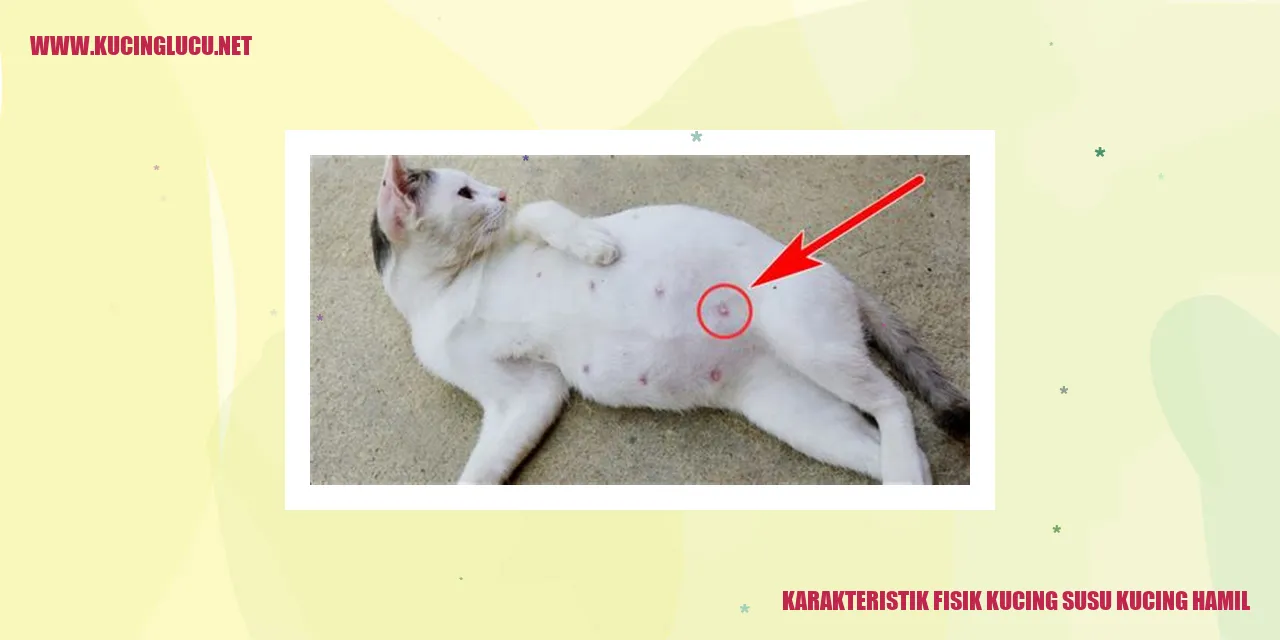 Gambar kucing hamil
