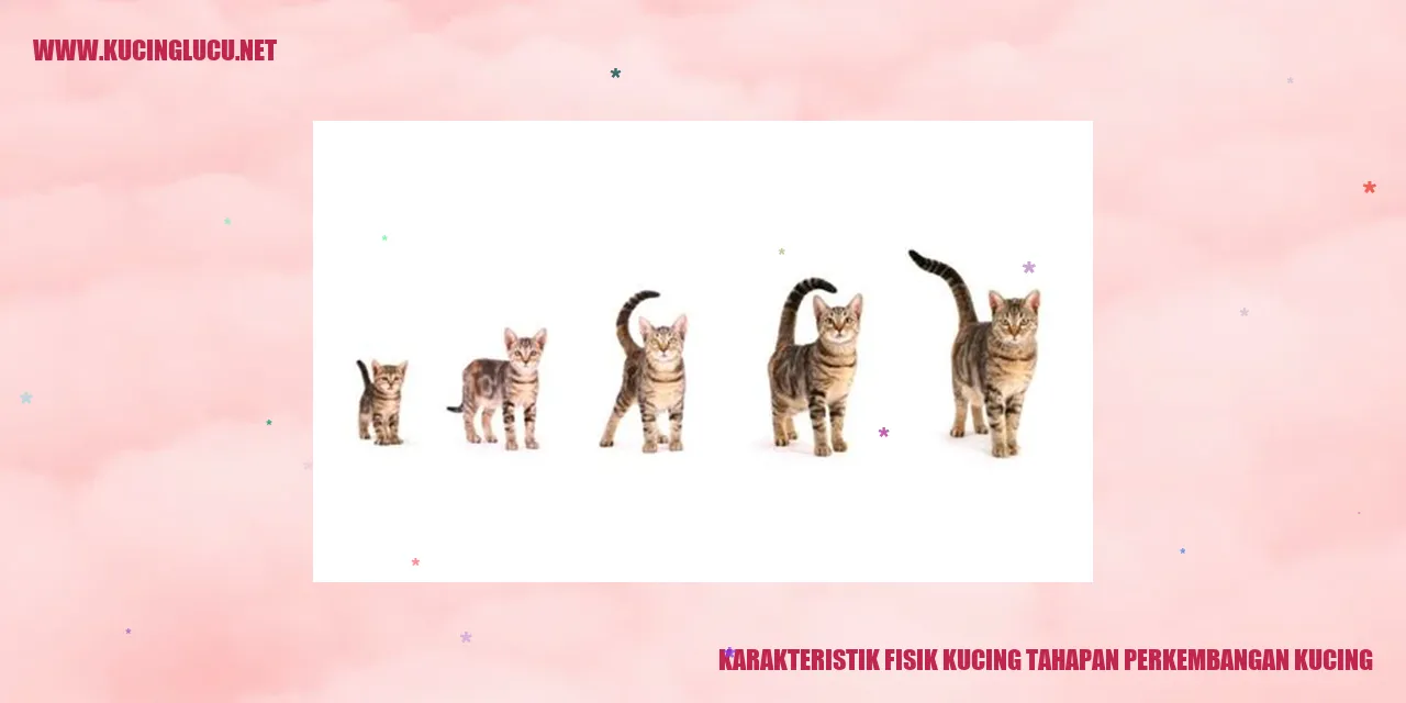 Karakteristik Fisik Kucing tahapan perkembangan kucing