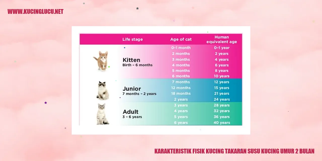 Karakteristik Fisik Kucing takaran susu kucing umur 2 bulan