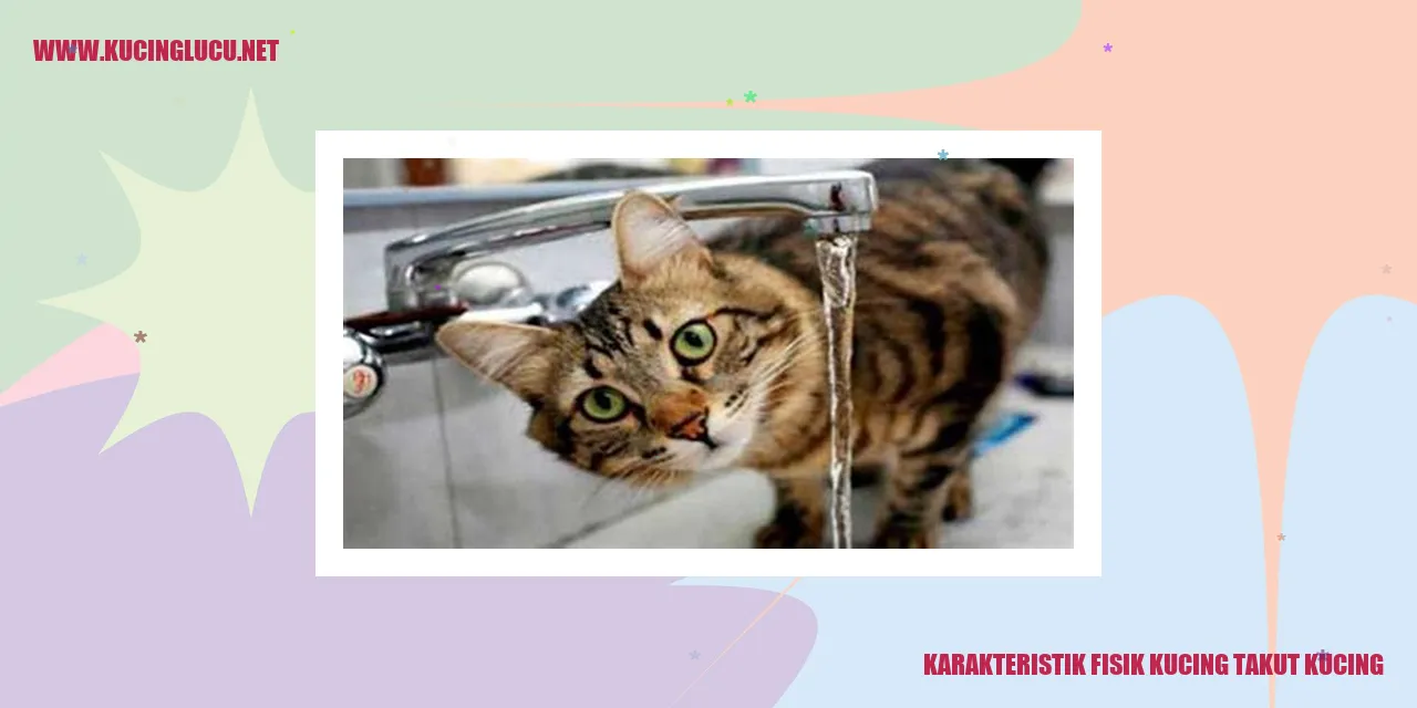 kucing takut