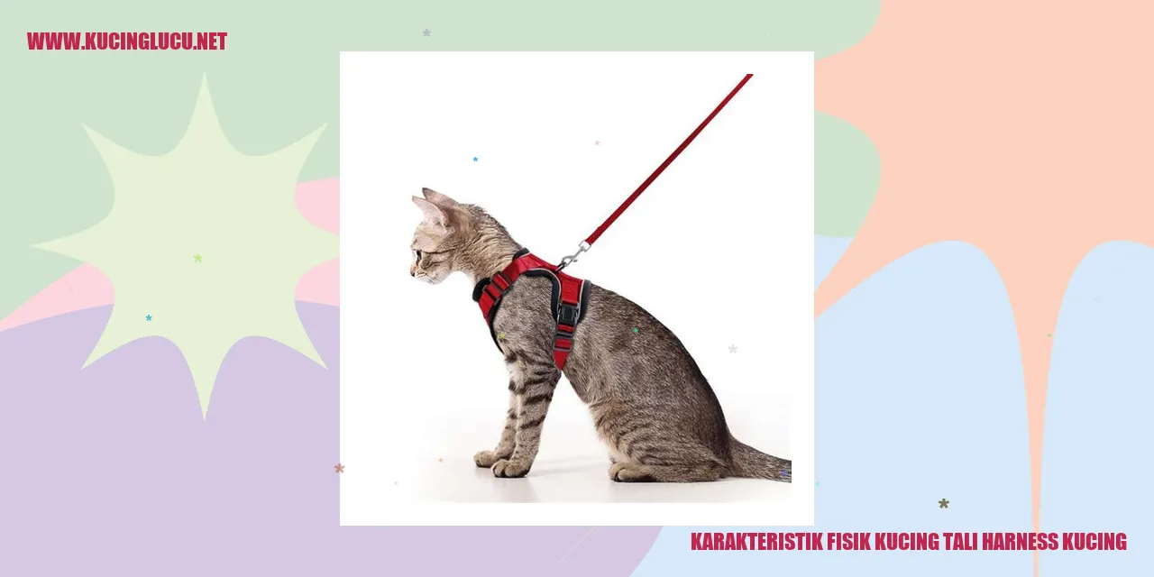 Karakteristik Fisik Kucing tali harness kucing