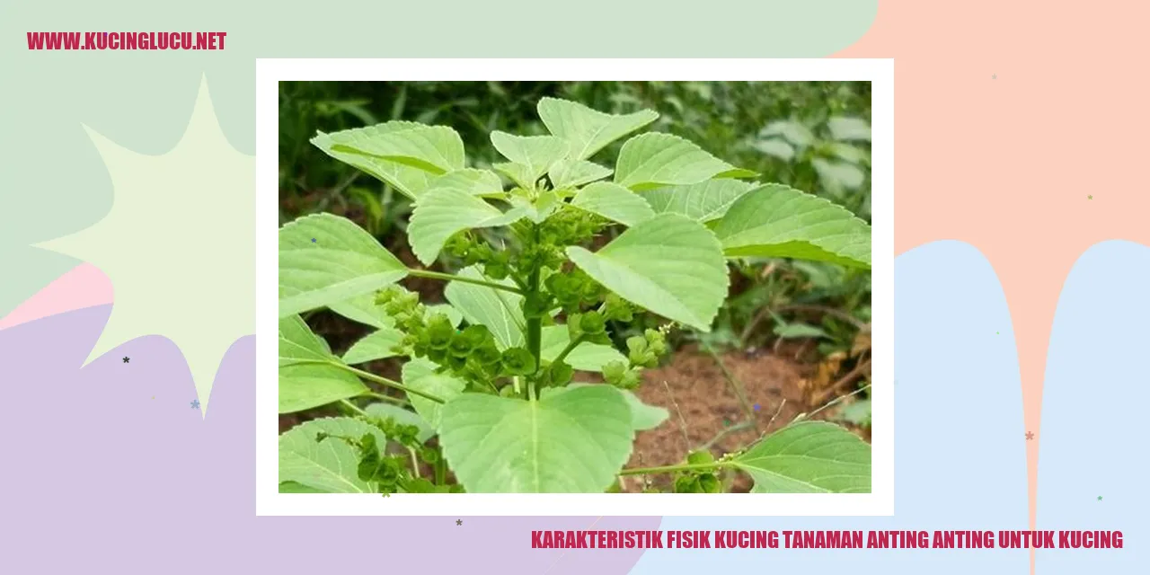 Karakteristik Fisik Kucing