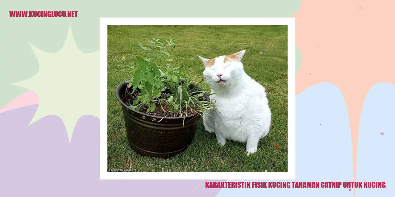 Gambar Kucing dan catnip