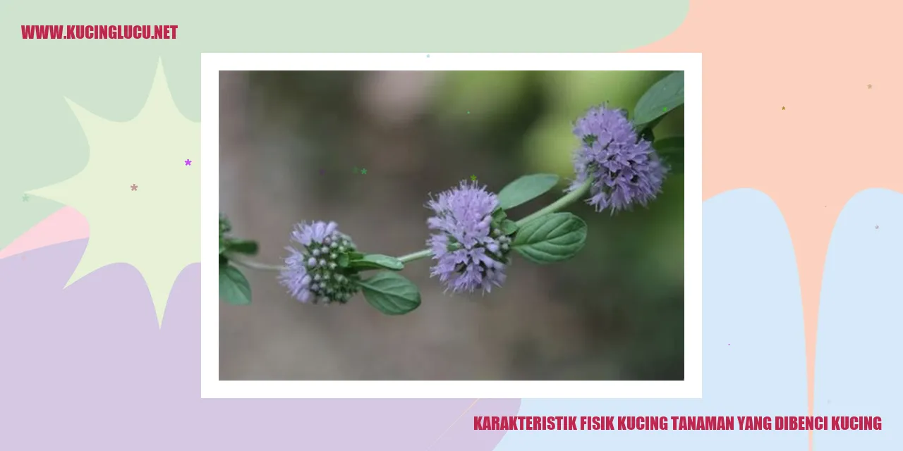 Karakteristik Fisik Kucing Tanaman