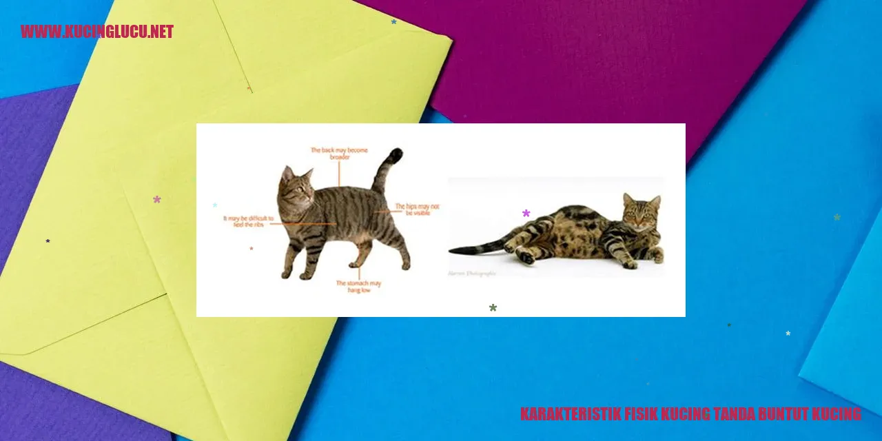 Kucing dengan berbagai warna buntut
