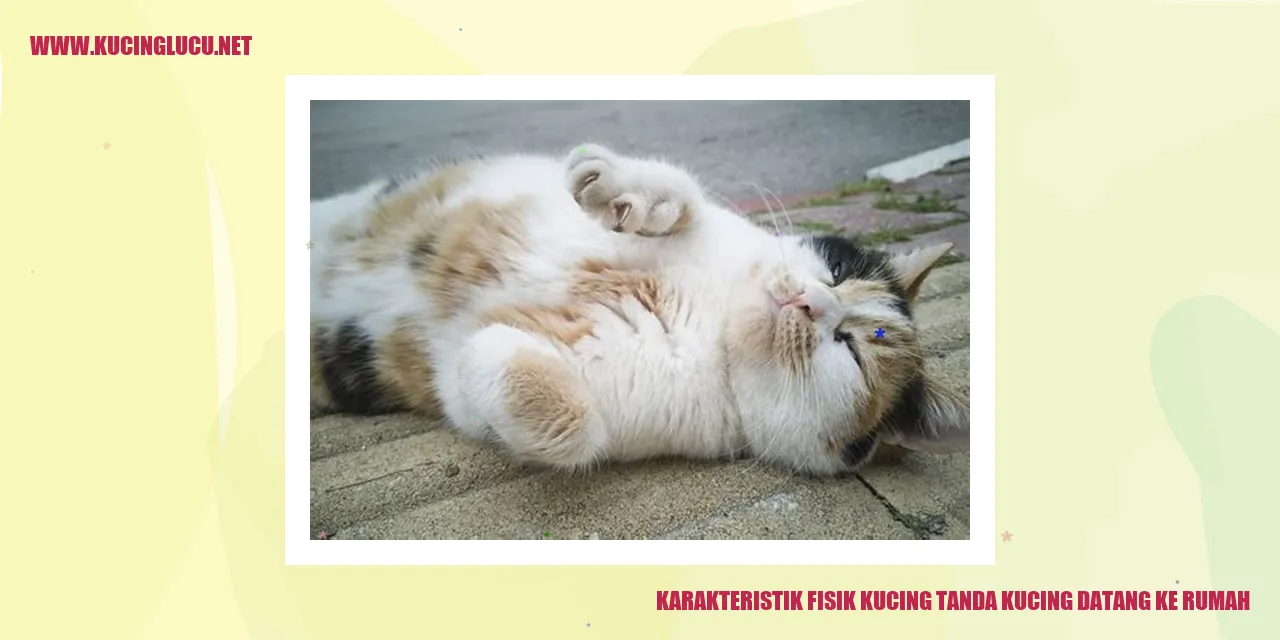 Kucing dengan karakteristik fisik yang beragam